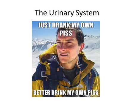 The Urinary System. By the end of this class you should understand: The major functions of the urinary system The major parts of the nephron and the function.
