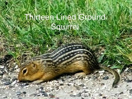 Thirteen Lined Ground Squirrel. Eating Habits 50% of their diet is animal matter The other half of their diet contains fruits vegetables and other plant.