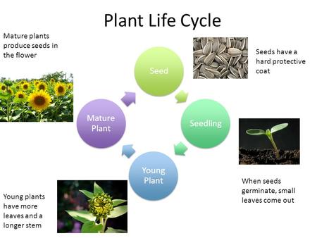 Plant Life Cycle SeedSeedling Young Plant Mature Plant Seeds have a hard protective coat When seeds germinate, small leaves come out Young plants have.