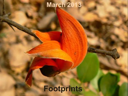 Footprints March 2013. A little Madness in the Spring Is wholesome even for the King... Some refer to the season of spring as a rebirth, a reawakening.