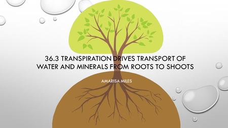 36.3 Transpiration drives transport of water and minerals from roots to shoots Amarisa Miles.