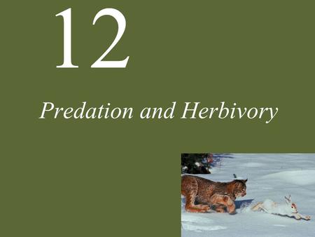 Predation – Chapter 13. Types of Predators Herbivores – animals that prey  on green plants or their seed and fruits. –Plants are usually damaged but  not. - ppt download