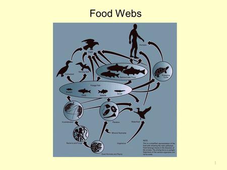 Food Webs Chapter 17.