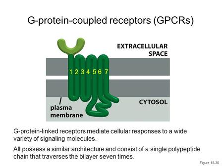 G-protein-coupled receptors (GPCRs)