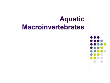 Aquatic Macroinvertebrates. What are Aquatic Macroinvertebrates? Macroinvertebrates are small organisms that do not have a backbone. A great diversity.
