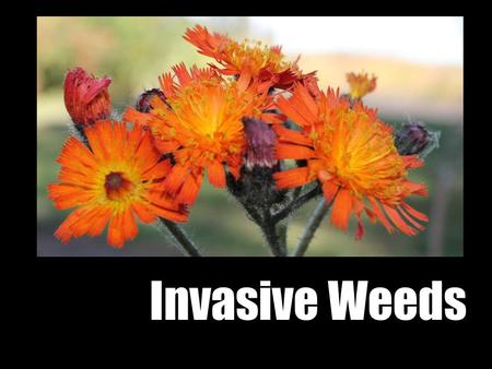 Invasive Weeds. Outline 1.Damage 2.Why are these plants such bullies 3.What can you do 4.Jeoprady Flickr- iwona_kellie.