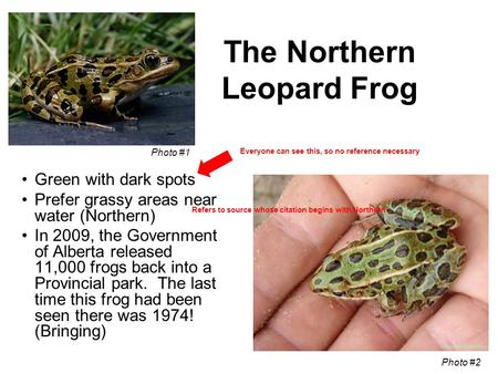 The Northern Leopard Frog Green with dark spots Prefer grassy areas near water (Northern) In 2009, the Government of Alberta released 11,000 frogs back.