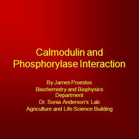 Calmodulin and Phosphorylase Interaction By James Proestos Biochemistry and Biophysics Department Dr. Sonia Anderson’s Lab Agriculture and Life Science.