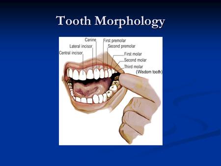 Tooth Morphology.