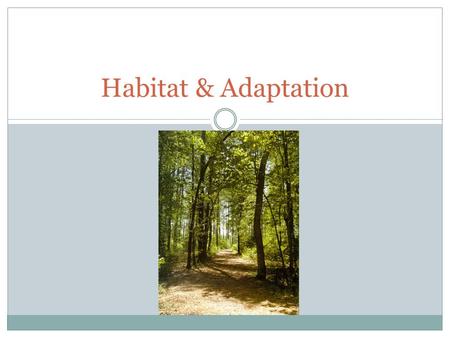 Habitat & Adaptation. Habitat The environment in which a specific species lives in. Example : Canadian beavers live in the wetlands and lakes of North.
