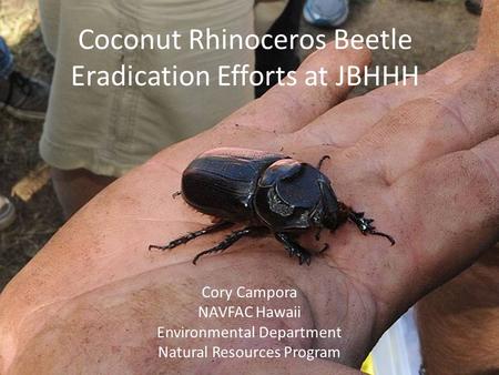 Coconut Rhinoceros Beetle Eradication Efforts at JBHHH Cory Campora NAVFAC Hawaii Environmental Department Natural Resources Program.
