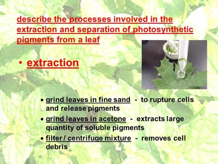 Describe the processes involved in the extraction and separation of photosynthetic pigments from a leaf extraction  grind leaves in fine sand - to rupture.
