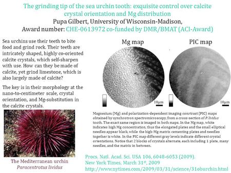 Sea urchins use their teeth to bite food and grind rock. Their teeth are intricately shaped, highly co-oriented calcite crystals, which self-sharpen with.