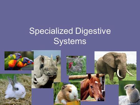 Specialized Digestive Systems. What are they? Animals with specialized digestive tracts are still non-ruminant animals but they have unique organs that.