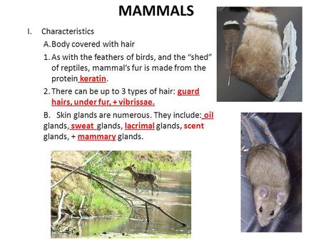 MAMMALS I.Characteristics A.Body covered with hair 1.As with the feathers of birds, and the “shed” of reptiles, mammal’s fur is made from the protein keratin.
