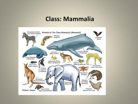 Class: Mammalia.
