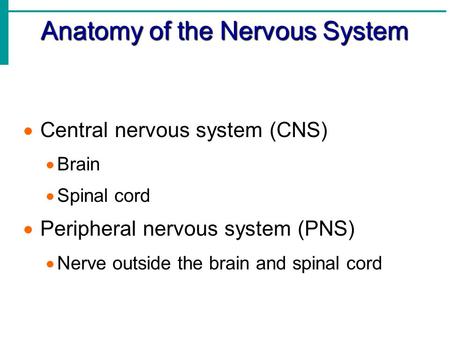 Anatomy of the Nervous System  Central nervous system (CNS)  Brain  Spinal cord  Peripheral nervous system (PNS)  Nerve outside the brain and spinal.