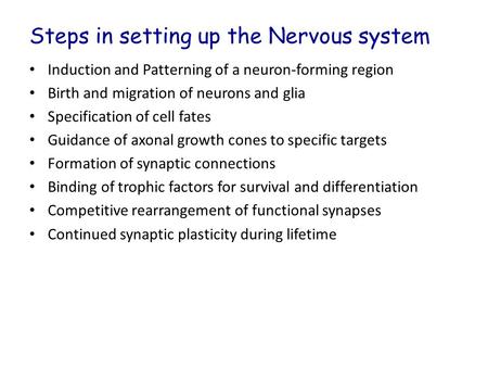 Steps in setting up the Nervous system Induction and Patterning of a neuron-forming region Birth and migration of neurons and glia Specification of cell.