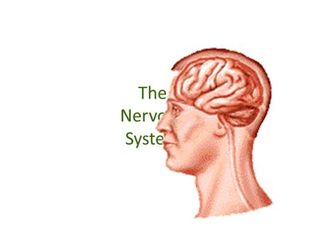 The Nervous System. The Central Nervous System The Central Nervous System processes all of the body’s information. The two parts of the central nervous.