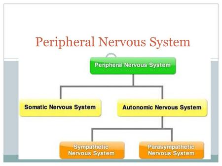 Peripheral Nervous System. Anatomical Cranial nerves 12 nerve bundles Spinal nerves Intercostal nerves & 3 plexuses Divisions.