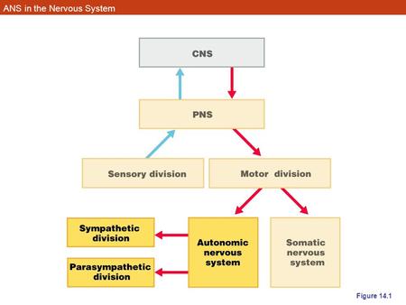 ANS in the Nervous System Figure 14.1. Autonomic Nervous System (ANS) The ANS consists of motor neurons that: –Innervate smooth and cardiac muscle and.
