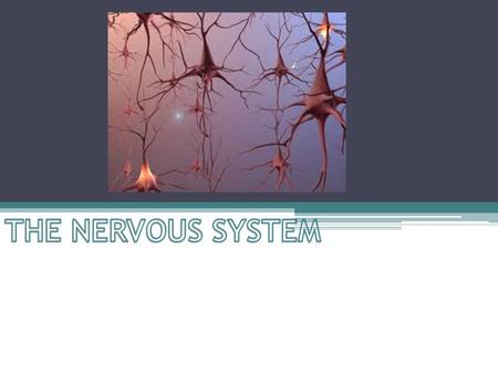 The Nervous System… … is an organ system consisting of special cells called neurons that transmit signals between different parts of the body.