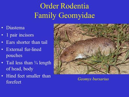 Order Rodentia Family Geomyidae Diastema 1 pair incisors Ears shorter than tail External fur-lined pouches Tail less than ¾ length of head, body Hind feet.