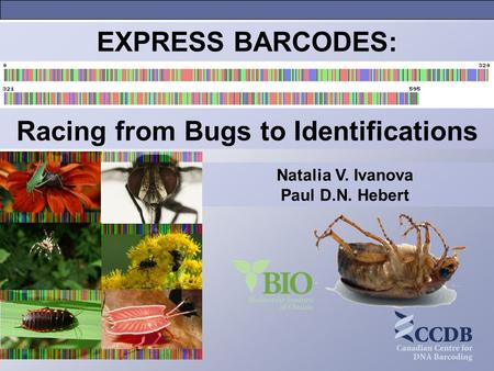 Natalia V. Ivanova Paul D.N. Hebert EXPRESS BARCODES: Racing from Bugs to Identifications.