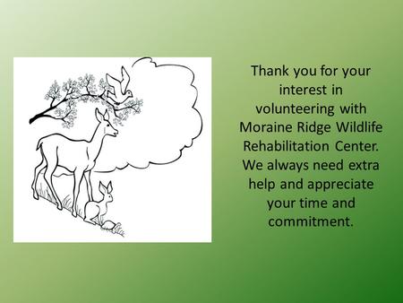 Thank you for your interest in volunteering with Moraine Ridge Wildlife Rehabilitation Center. We always need extra help and appreciate your time and commitment.