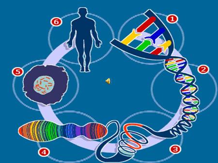 The Human Genome Project And It’s Impact on the 21 st century Made by RA-A Made by RA-A.