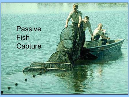 Passive Fish Capture.