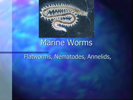 Marine Worms Flatworms, Nematodes, Annelids,. General Characteristics of Marine Worms n bilateral symmetry n Cephalization (Has a head) n Hydrostatic.