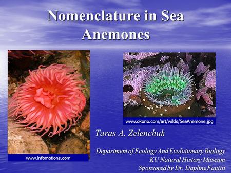 Nomenclature in Sea Anemones Taras A. Zelenchuk Taras A. Zelenchuk Department of Ecology And Evolutionary Biology KU Natural History Museum Sponsored by.