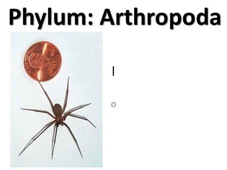 L o Phylum: Arthropoda Phylum: Arthropoda. l o Arthropoda Origin of the word Arthropoda: Jointed Foot Common Examples: Insects, Spiders, Crabs Symmetry: