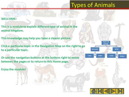 Types of Animals WELCOME! This is a module to explain different type of animal in the animal kingdom. This knowledge may help you have a clearer picture.