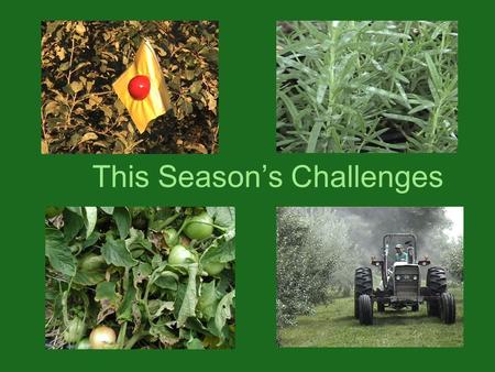 This Season’s Challenges.  Powdery mildew on rosemary  Pests in apple orchard  Crop-nibblers: slugs & beetles  Blight in tomatoes.