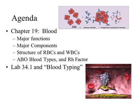 Agenda Chapter 19: Blood Lab 34.1 and “Blood Typing” Major functions
