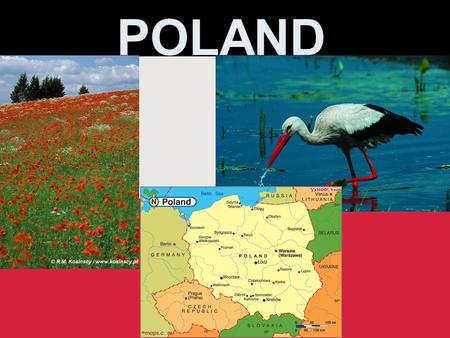 POLAND. National symbols Symbole narodowe The Coat of arms of Poland consists of a white eagle on a red field. Its current appearance, regulated by the.