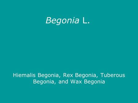 Begonia L. Hiemalis Begonia, Rex Begonia, Tuberous Begonia, and Wax Begonia.