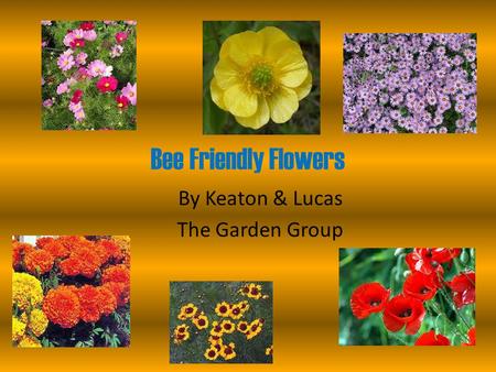 Bee Friendly Flowers By Keaton & Lucas The Garden Group.