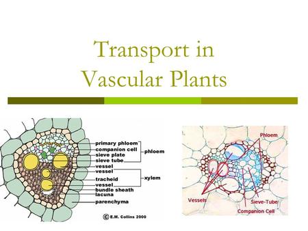Transport in Vascular Plants