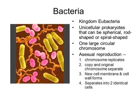 Bacteria Kingdom Eubacteria