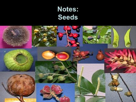 Notes: Seeds.
