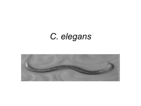 C. elegans.