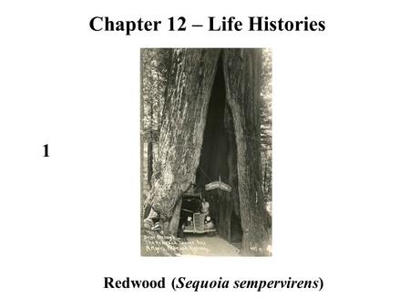 Redwood (Sequoia sempervirens) 1 Chapter 12 – Life Histories.