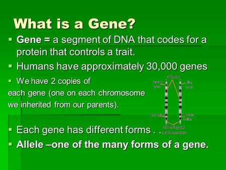 What is a Gene? Gene = a segment of DNA that codes for a protein that controls a trait. Humans have approximately 30,000 genes We have 2 copies of each.