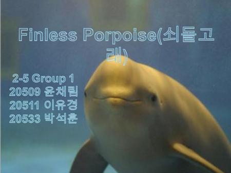 Finless porpoise live in wide range. They live in Pacific Ocean, Indian Ocean, and Persian Gulf. Sometimes, Finless porpoise come to Korea's Yellow Sea.