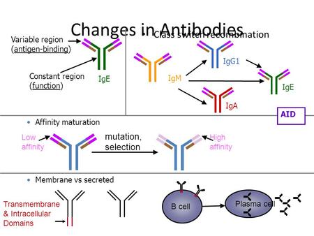 Changes in Antibodies Class switch recombination mutation, selection