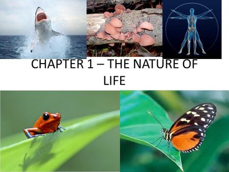 CHAPTER 1 – THE NATURE OF LIFE THE NATURE OF LIFE.