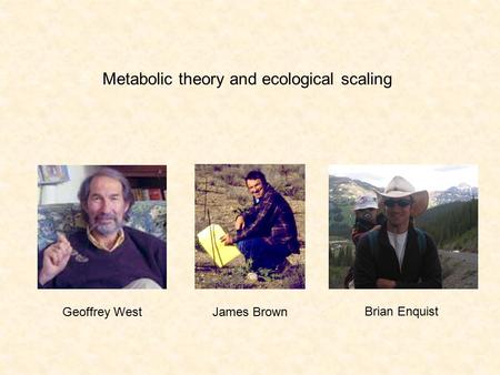 Metabolic theory and ecological scaling Geoffrey WestJames Brown Brian Enquist.